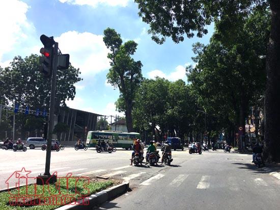 Ngắm hàng xà cừ trên đường Tôn Đức Thắng trước khi đốn hạ để xây cầu Thủ Thiêm 2 ảnh 5